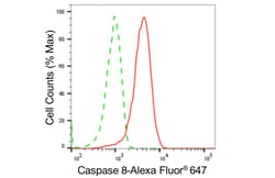 Invitrogen Caspase 8 Recombinant Rabbit Monoclonal Antibody (24GB4740):Antibodies:Primary