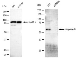 Invitrogen Caspase 8 Recombinant Rabbit Monoclonal Antibody (24GB4740)