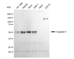 Invitrogen Caspase 8 Recombinant Rabbit Monoclonal Antibody (24GB4740)