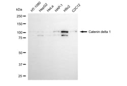 Invitrogen delta Catenin Monoclonal Antibody (24GB5775) 100 &mu;L; Unconjugated:Antibodies,
