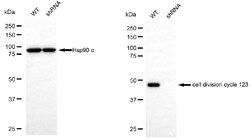 Invitrogen CDC123 Monoclonal Antibody (24GB5705) 20 &mu;L; Unconjugated:Antibodies,