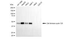 Invitrogen CDC123 Monoclonal Antibody (24GB5705) 20 &mu;L; Unconjugated:Antibodies,