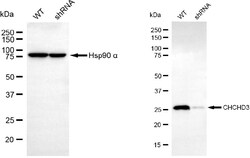 Invitrogen CHCHD3 Monoclonal Antibody (24GB6560) 100 &mu;L; Unconjugated:Antibodies,