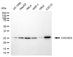 Invitrogen CHCHD3 Monoclonal Antibody (24GB6560) 100 &mu;L; Unconjugated:Antibodies,