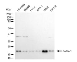 Invitrogen Cofilin Recombinant Rabbit Monoclonal Antibody (24GB4775) 100