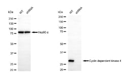 Invitrogen CDK4 Monoclonal Antibody (24GB2800) 20 &mu;L; Unconjugated:Antibodies,
