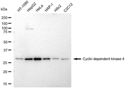 Invitrogen CDK4 Monoclonal Antibody (24GB2800) 20 &mu;L; Unconjugated:Antibodies,