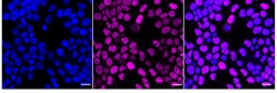 Invitrogen Cyclin E Recombinant Rabbit Monoclonal Antibody (24GB4745):Antibodies:Primary