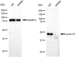 Invitrogen Cyclin E Recombinant Rabbit Monoclonal Antibody (24GB4745):Antibodies:Primary