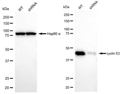 Invitrogen Cyclin E2 Recombinant Rabbit Monoclonal Antibody (24GB4750):Antibodies:Primary