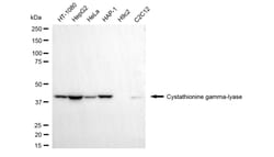 Invitrogen CTH Monoclonal Antibody (24GB5615) 100 &mu;L; Unconjugated:Antibodies,