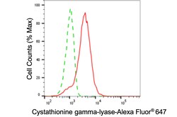 Invitrogen CTH Monoclonal Antibody (24GB5620):Antikörper:Primärantikörper