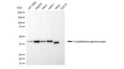 Invitrogen CTH Monoclonal Antibody (24GB5620):Antikörper:Primärantikörper