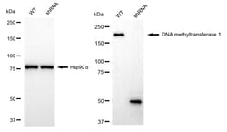 Invitrogen DNMT1 Recombinant Rabbit Monoclonal Antibody (24GB5135) 100