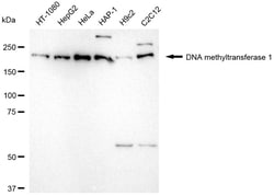 Invitrogen DNMT1 Recombinant Rabbit Monoclonal Antibody (24GB5135) 100
