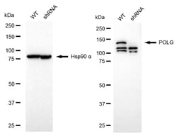 Invitrogen POLG Recombinant Rabbit Monoclonal Antibody (24GB1085) 20 &mu;L;