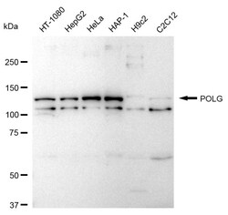 Invitrogen POLG Recombinant Rabbit Monoclonal Antibody (24GB1085) 20 &mu;L;