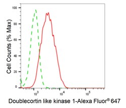 Invitrogen DCLK1 Recombinant Rabbit Monoclonal Antibody (24GB4805) 20 &mu;L;