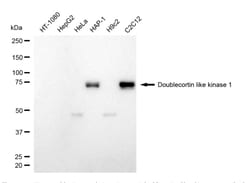 Invitrogen DCLK1 Recombinant Rabbit Monoclonal Antibody (24GB4805):Antibodies:Primary