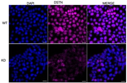 Invitrogen Destrin Monoclonal Antibody (24GB5625) 20 &mu;L; Unconjugated:Antibodies,