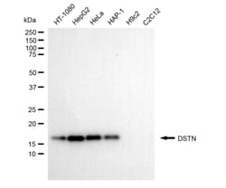 Invitrogen Destrin Monoclonal Antibody (24GB5625) 20 &mu;L; Unconjugated:Antibodies,