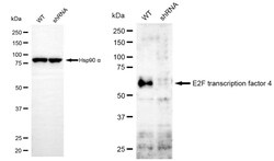 Invitrogen E2F4 Recombinant Rabbit Monoclonal Antibody (24GB5375) 100 &mu;L;