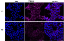 Invitrogen PKR Monoclonal Antibody (24GB5880) 20 &mu;L; Unconjugated:Antibodies,