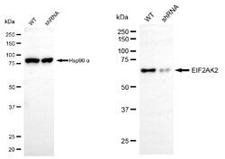 Invitrogen PKR Monoclonal Antibody (24GB5880) 20 &mu;L; Unconjugated:Antibodies,