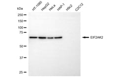 Invitrogen PKR Monoclonal Antibody (24GB5880) 20 &mu;L; Unconjugated:Antibodies,