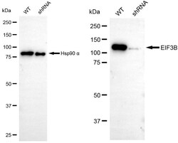 Invitrogen eIF3b Recombinant Rabbit Monoclonal Antibody (24GB4545) 100