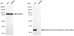 Invitrogen ETFA Monoclonal Antibody (24GB6605) 20 &mu;L; Unconjugated:Antibodies,