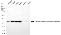 Invitrogen ETFA Monoclonal Antibody (24GB6605) 20 &mu;L; Unconjugated:Antibodies,