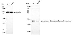 Invitrogen FDFT1 Monoclonal Antibody (24GB5645):Antibodies:Primary Antibodies