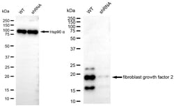 Invitrogen FGF2 Recombinant Rabbit Monoclonal Antibody (24GB4420) 100 &mu;L;