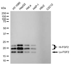 Invitrogen FGF2 Recombinant Rabbit Monoclonal Antibody (24GB4420) 100 &mu;L;