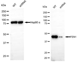 Invitrogen FEN1 Recombinant Rabbit Monoclonal Antibody (24GB4835) 100 &mu;L;