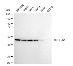 Invitrogen FEN1 Recombinant Rabbit Monoclonal Antibody (24GB4835) 100 &mu;L;