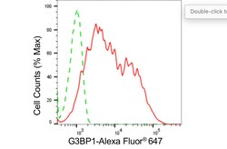 Invitrogen G3BP1 Recombinant Rabbit Monoclonal Antibody (24GB4575) 20 &mu;L;
