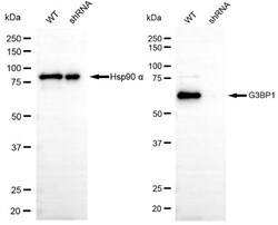 Invitrogen G3BP1 Recombinant Rabbit Monoclonal Antibody (24GB4575) 20 &mu;L;
