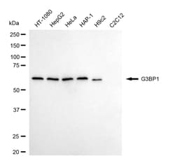 Invitrogen G3BP1 Recombinant Rabbit Monoclonal Antibody (24GB4575) 20 &mu;L;