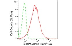 Invitrogen G3BP1 Recombinant Rabbit Monoclonal Antibody (24GB4580) 100