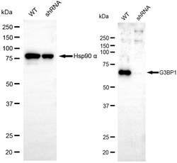 Invitrogen G3BP1 Recombinant Rabbit Monoclonal Antibody (24GB4580) 100