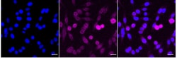 Invitrogen GCLC Recombinant Rabbit Monoclonal Antibody (24GB4860):Antibodies:Primary