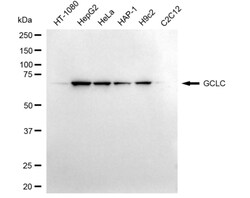 Invitrogen GCLC Recombinant Rabbit Monoclonal Antibody (24GB4860):Antibodies:Primary
