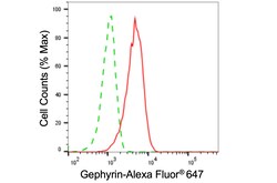 Invitrogen Gephyrin Monoclonal Antibody (24GB5580) 100 &mu;L; Unconjugated:Antibodies,
