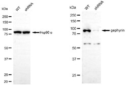 Invitrogen Gephyrin Monoclonal Antibody (24GB5580):Antibodies:Primary Antibodies