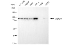 Invitrogen Gephyrin Monoclonal Antibody (24GB5580):Antibodies:Primary Antibodies