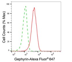 Invitrogen Gephyrin Monoclonal Antibody (24GB5585):Antibodies:Primary Antibodies