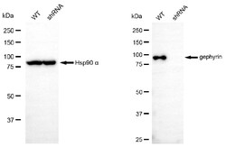 Invitrogen Gephyrin Monoclonal Antibody (24GB5585) 100 &mu;L; Unconjugated:Antibodies,
