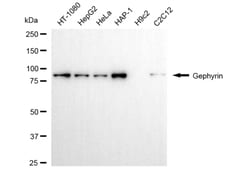 Invitrogen Gephyrin Monoclonal Antibody (24GB5585) 100 &mu;L; Unconjugated:Antibodies,